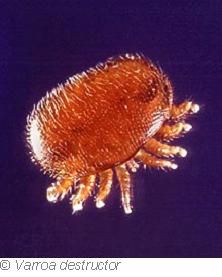 varroa