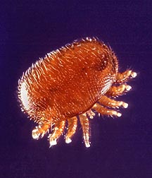 varroa_destructor